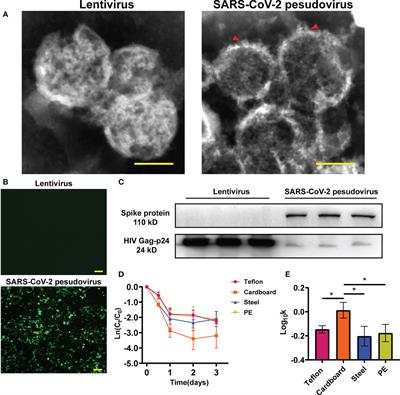 Stability of SARS-CoV-2 in cold-chain transportation environments and the efficacy of disinfection measures